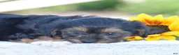 Yorkiepoo dogs for sale: Angie - Ad 3