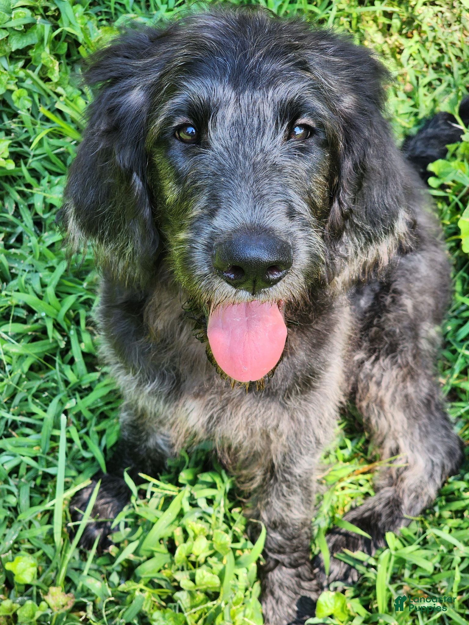 Labradoodle dogs Bill - Ad 35