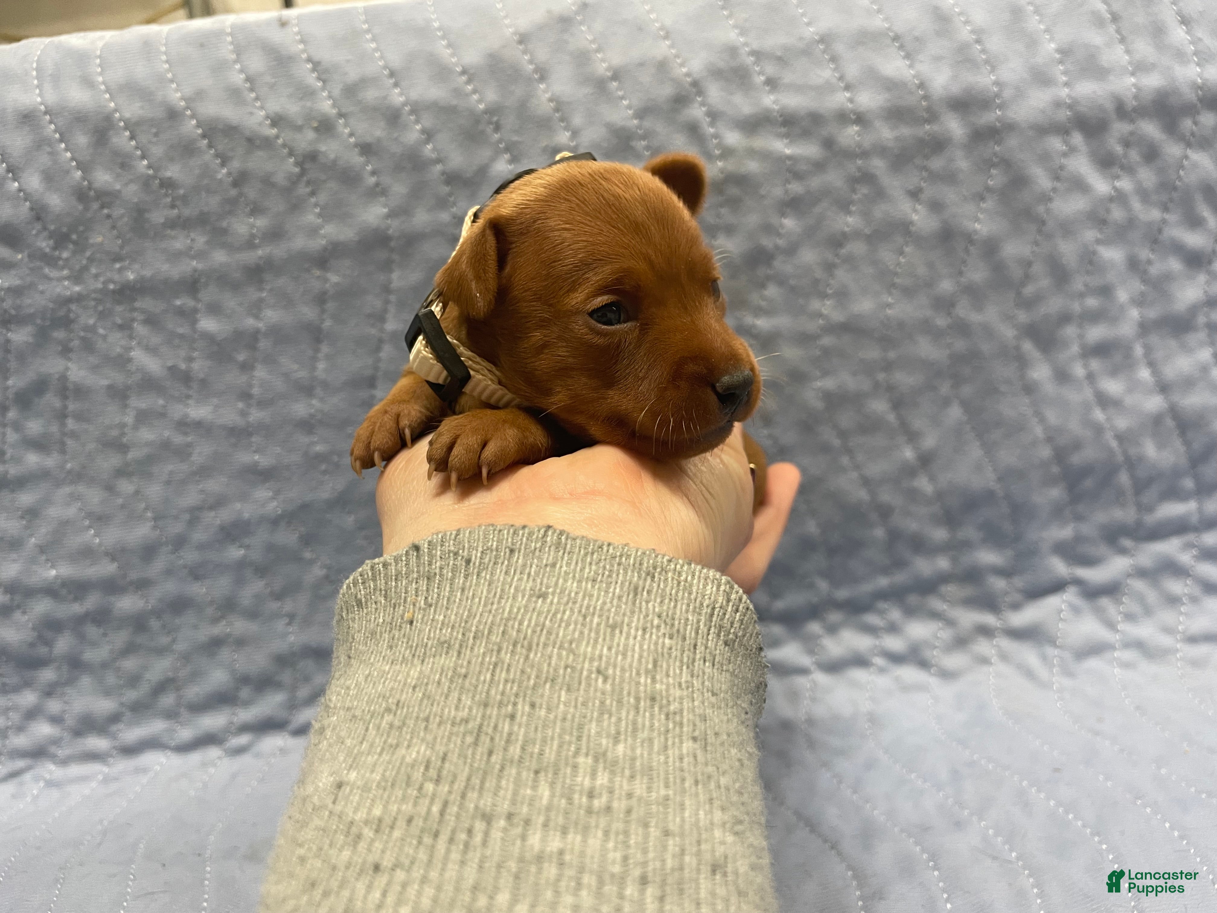 Miniature Pinscher dogs Miniature Pinscher Puppy 3 - Ad 22