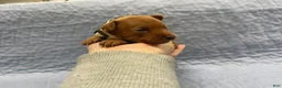 Miniature Pinscher dogs for sale: Miniature Pinscher Puppy 3 - Ad 1
