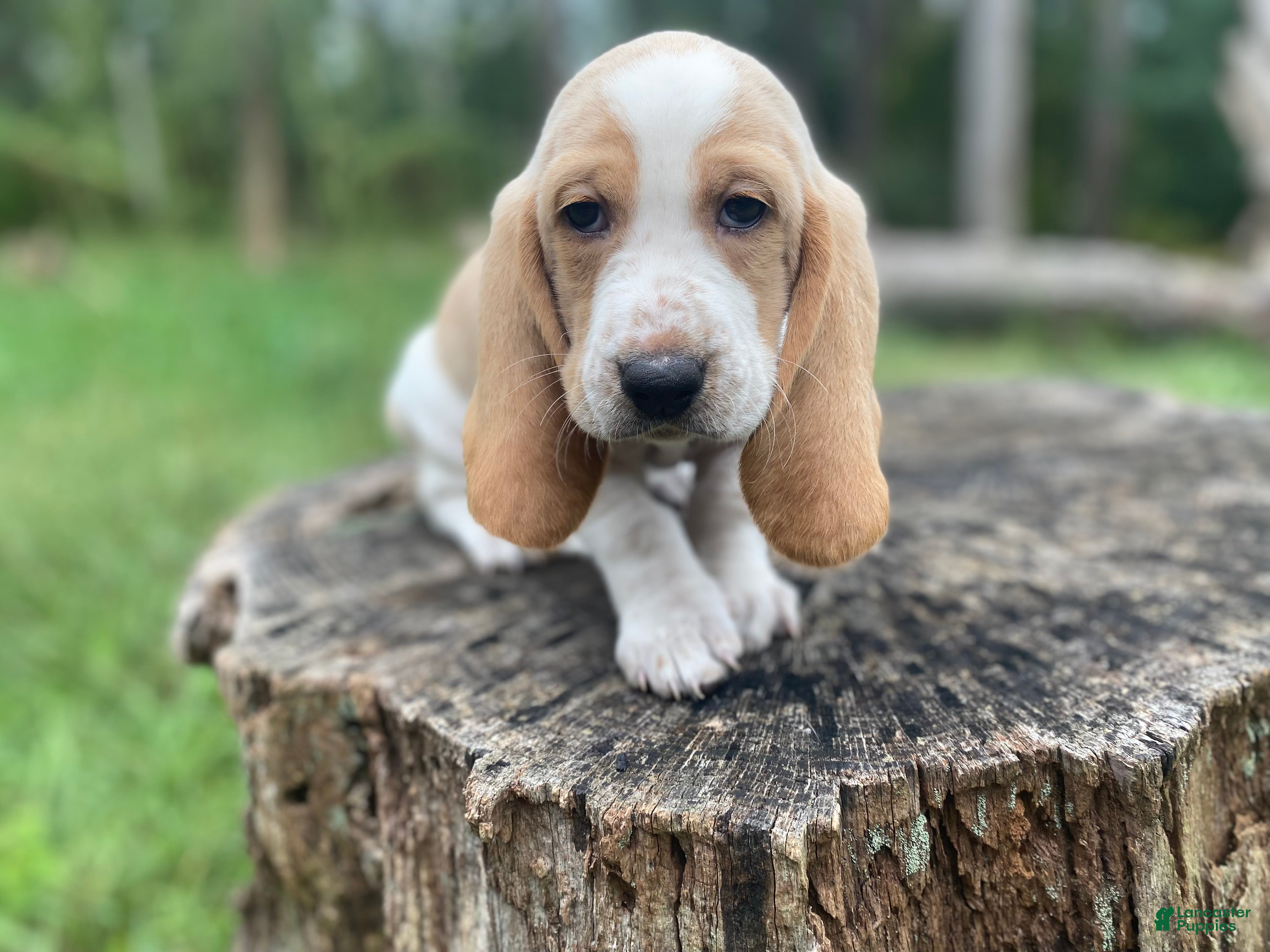 Basset Hound dogs Cash - Ad 2