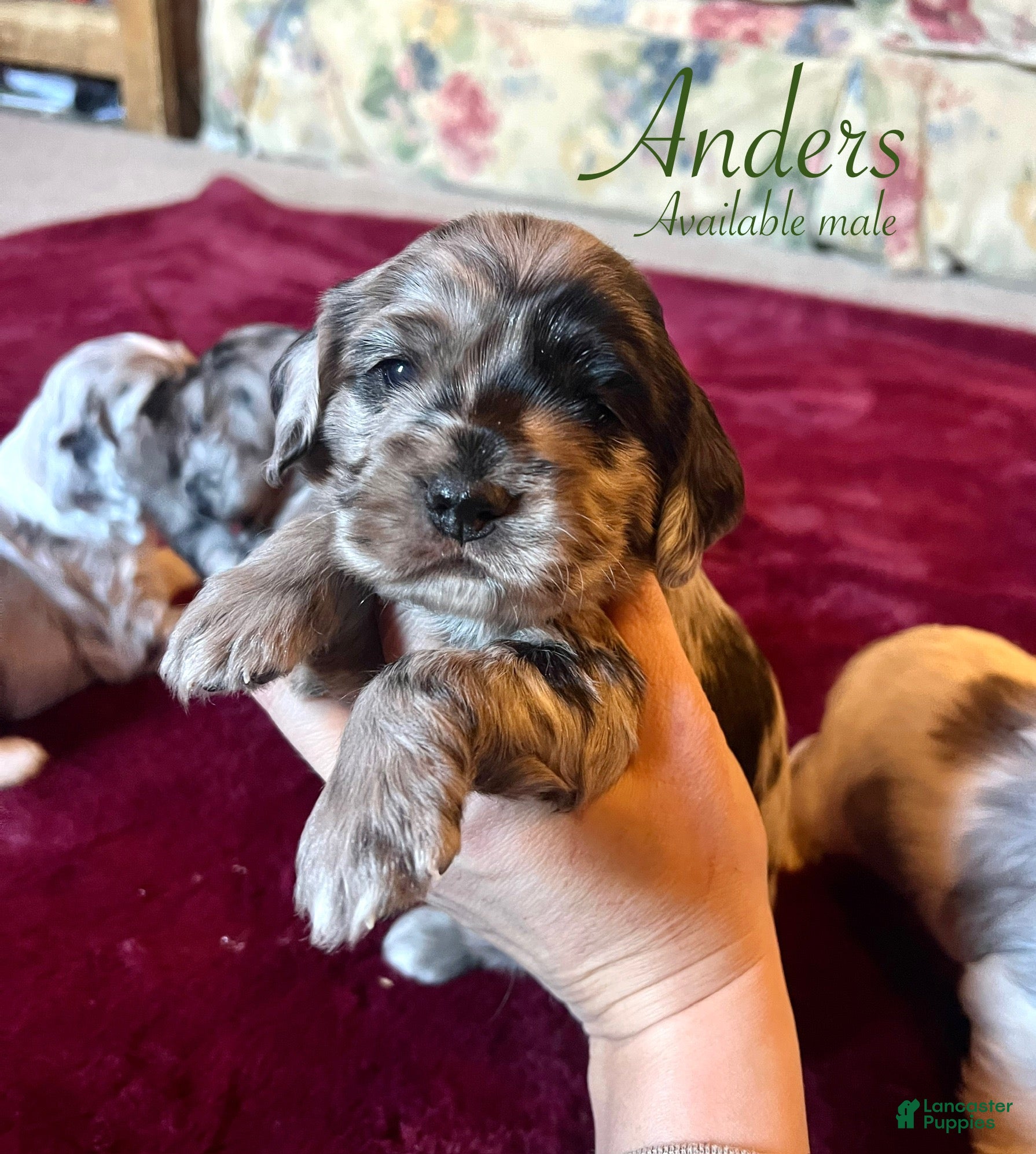 Cocker Spaniel dogs Anders - Ad 9