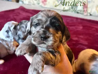 Cocker Spaniel dogs Anders - Ad 9