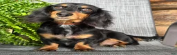 Dachshund dogs for sale: Shelly - Ad 5