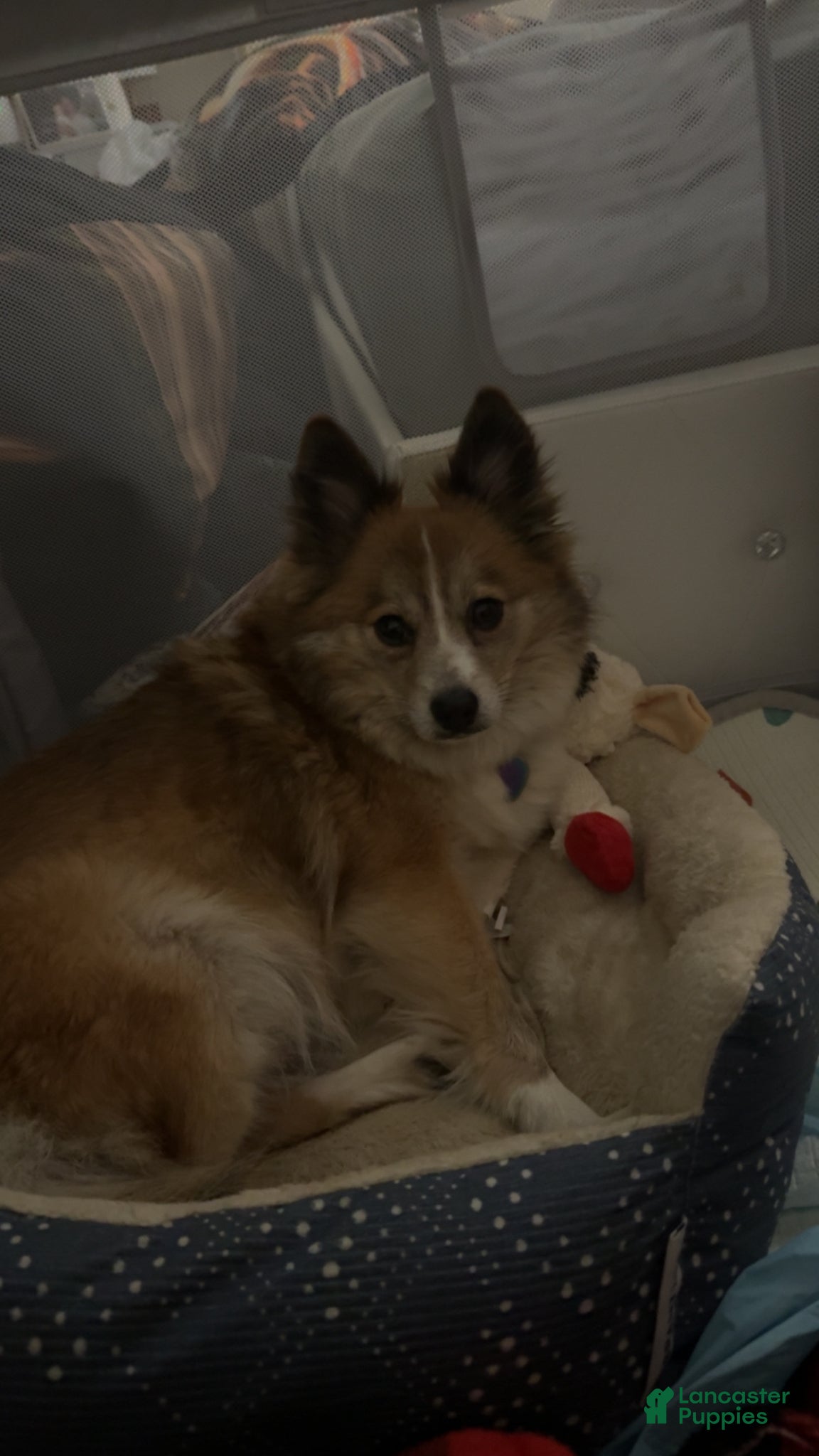 Pomsky dogs for sale: Vesper  - Ad 2