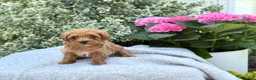 Toy Poodle dogs for sale: Penny - Ad 5