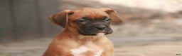Boxer dogs for sale: Hazel - Ad 7
