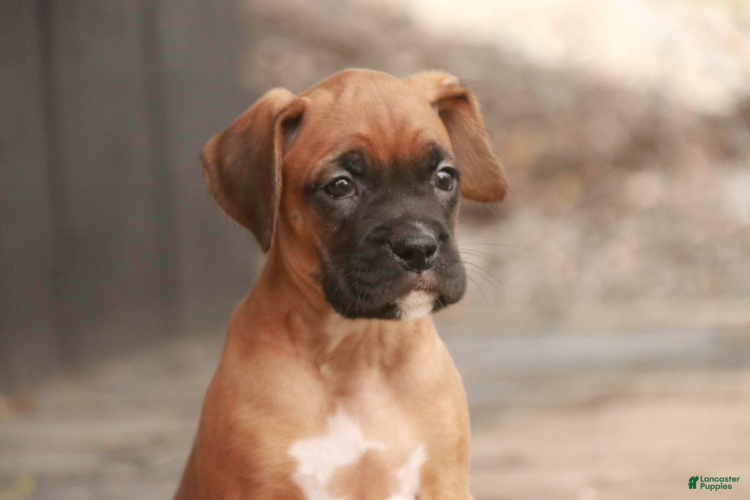 Boxer dogs for sale: Hazel - Ad 7