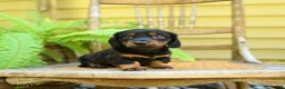 Miniature Dachshund dogs for sale: Prince   - Ad 3
