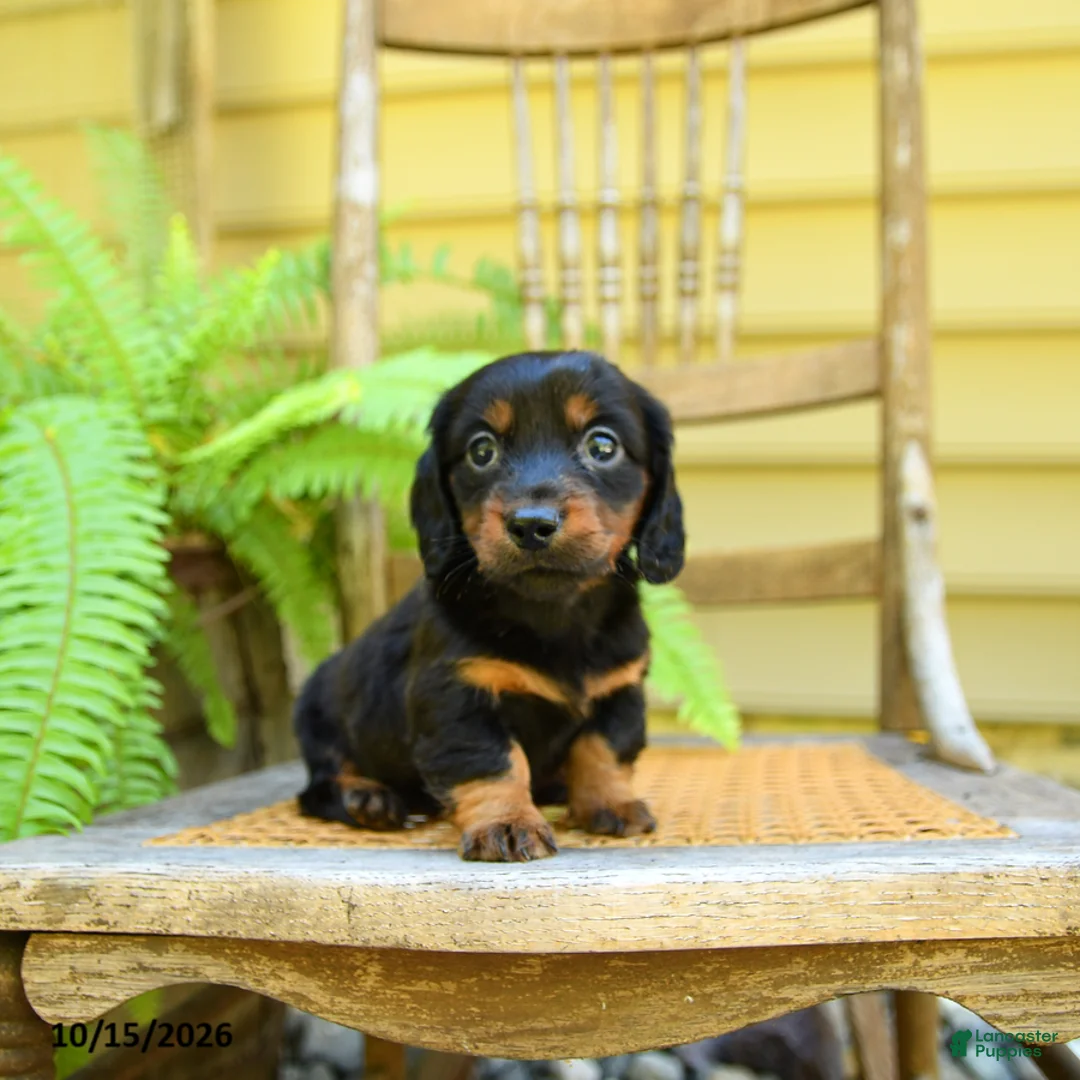 Miniature Dachshund dogs for sale: Prince   - Ad 3