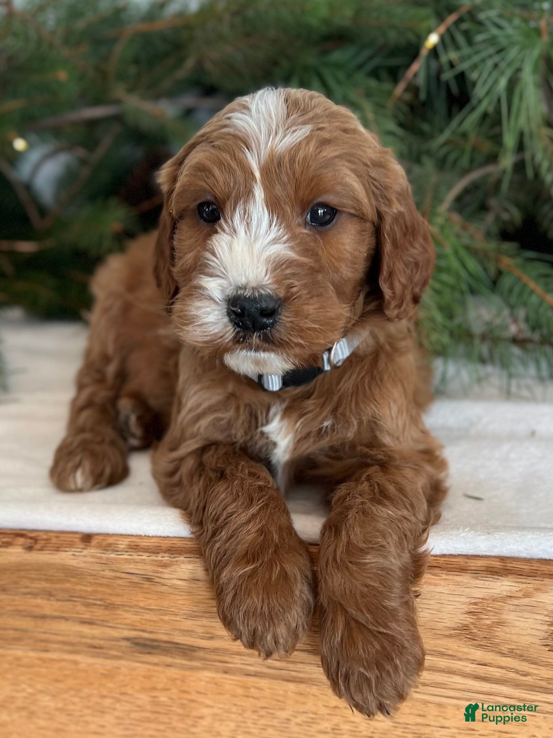 Irish Doodle dogs for sale: Asher - Ad 21