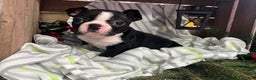 Boston Terrier dogs for sale: Rex - Ad 4