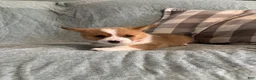 Welsh Corgi Pembroke dogs for sale: Welsh Corgi Pembroke 3 - Ad 22