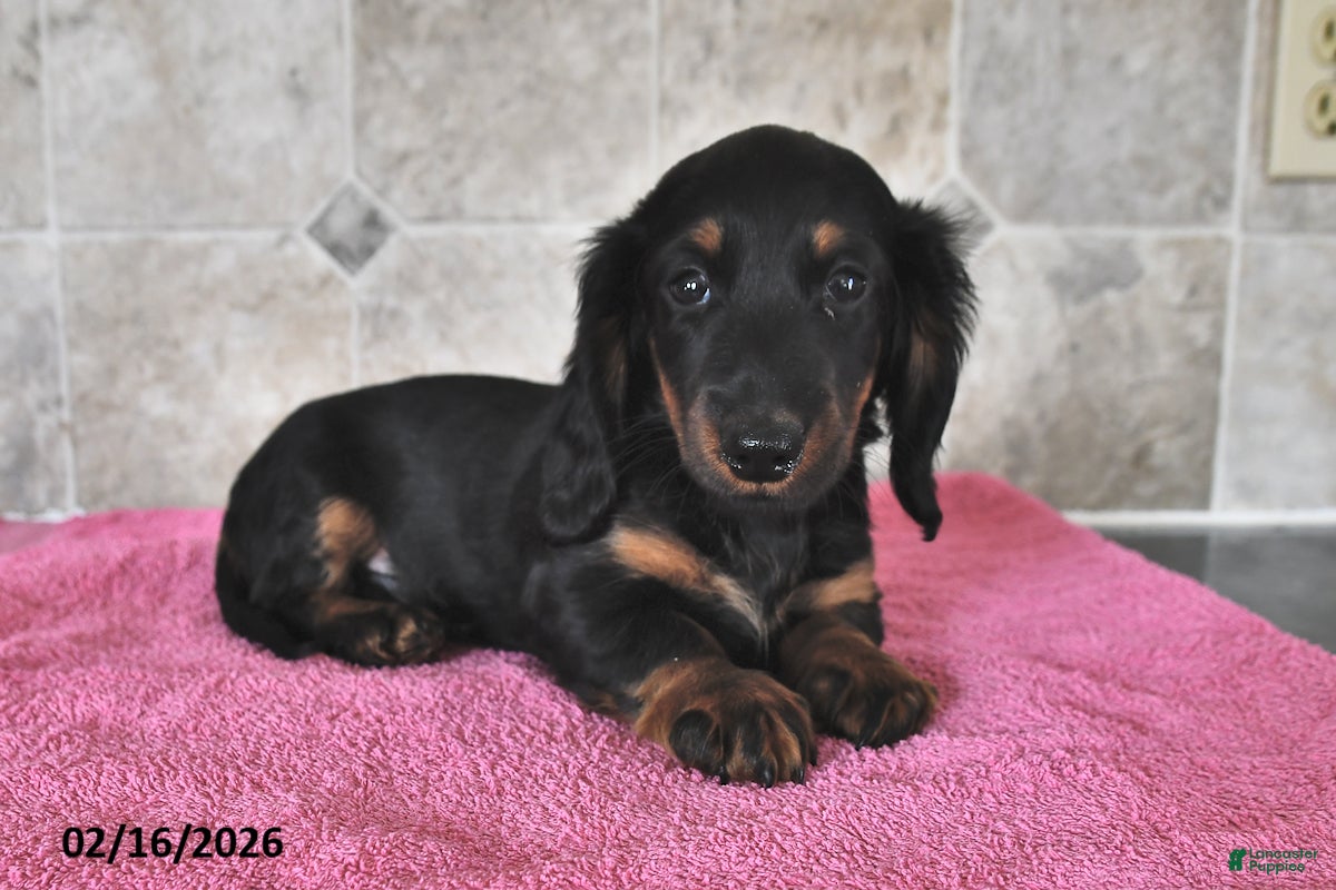 Miniature Dachshund dogs Rex - Ad 1
