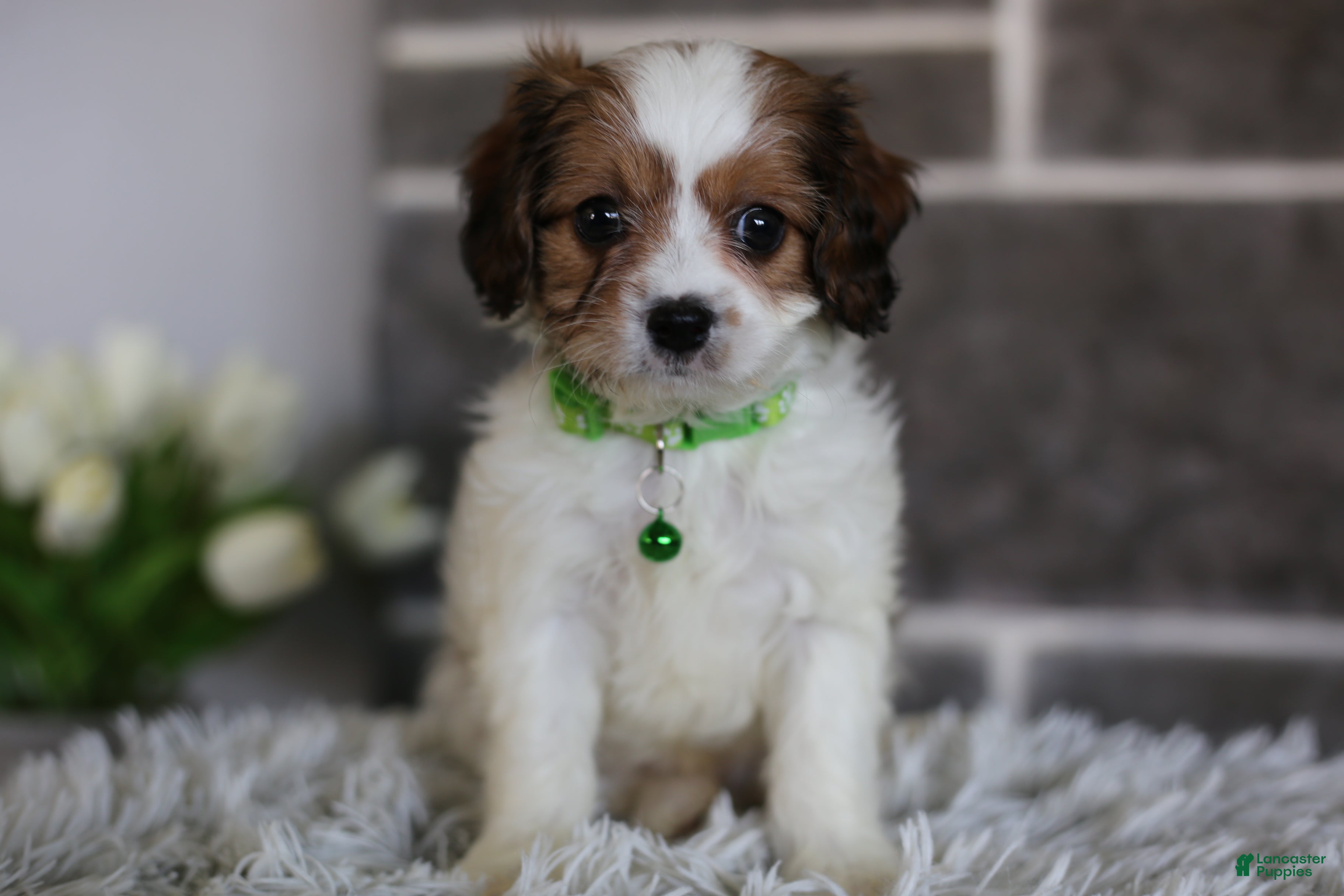 Cavapoo dogs Ollie - Ad 1