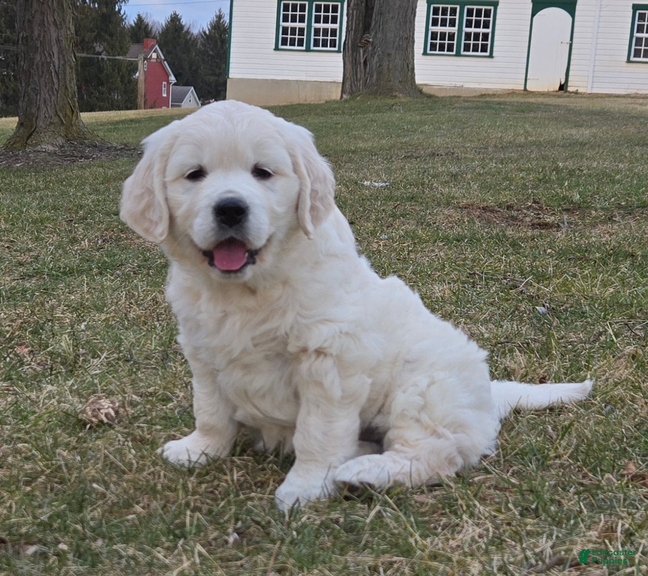 Golden Retriever dogs for sale: Bailey - Ad 2
