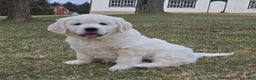 Golden Retriever dogs for sale: Bailey - Ad 1