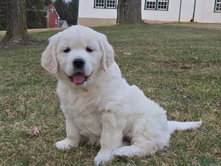 Golden Retriever dogs for sale: Bailey - Ad 2