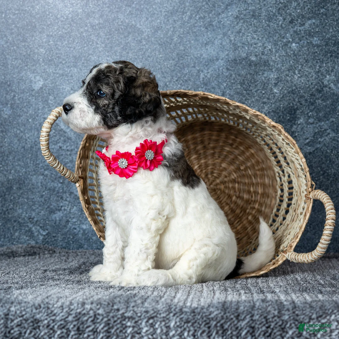 Goldendoodle dogs for sale: Ms. Flat White - Ad 1