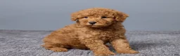 Miniature Poodle dogs for sale: Remi - Ad 4