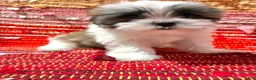 Shih Tzu dogs for sale: Heart - Ad 5
