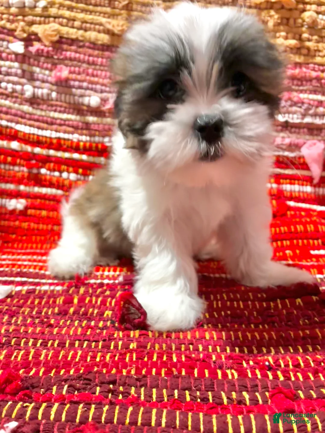 Shih Tzu dogs for sale: Heart - Ad 5