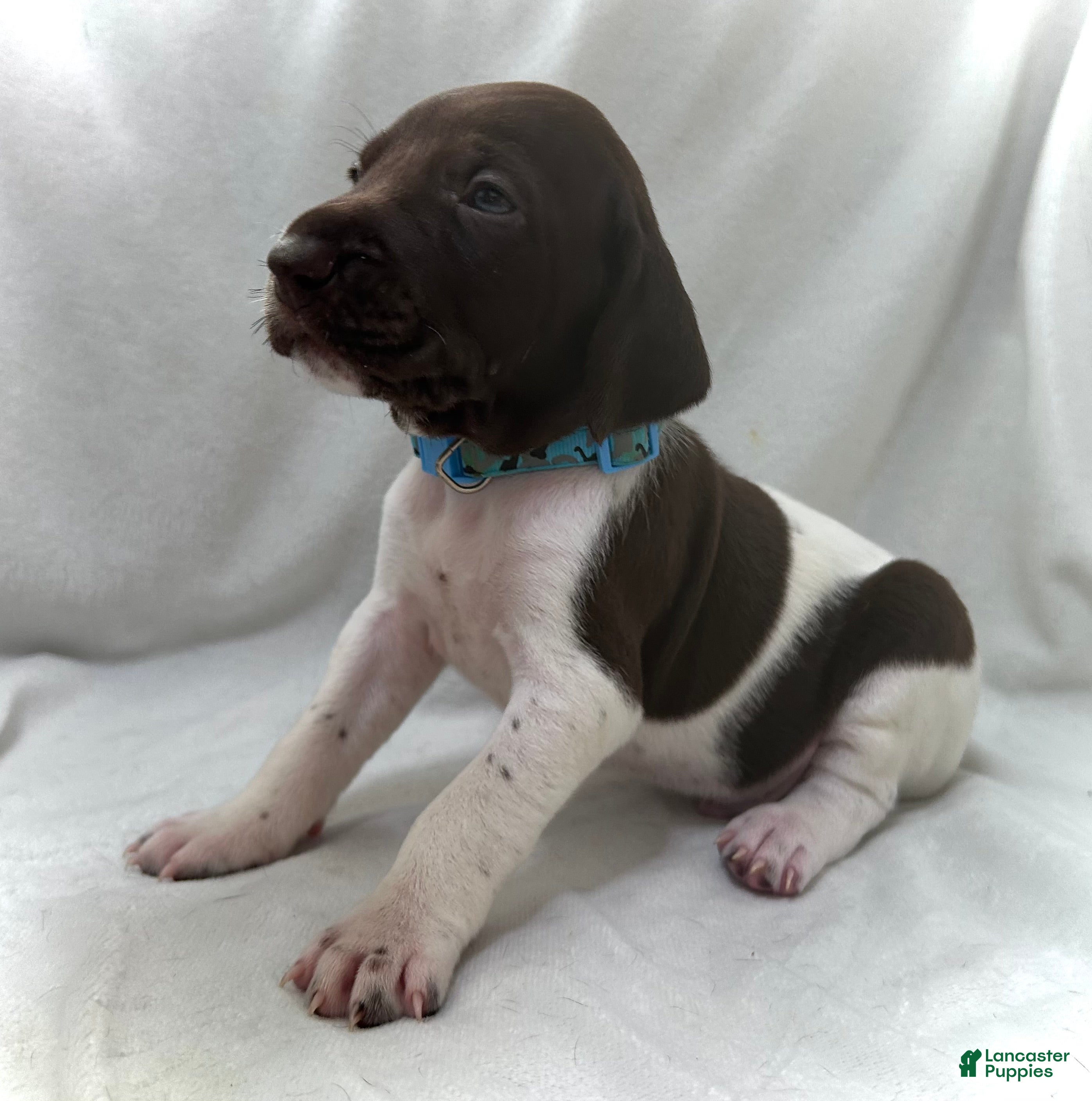German Shorthaired Pointer dogs Noble - Ad 39