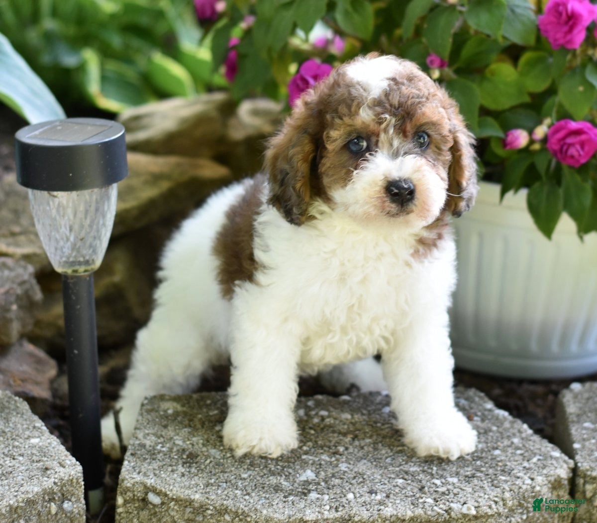 Miniature Poodle dogs for sale: Archie - Ad 8