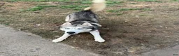Siberian Husky dogs for sale: Cowboy - Ad 8