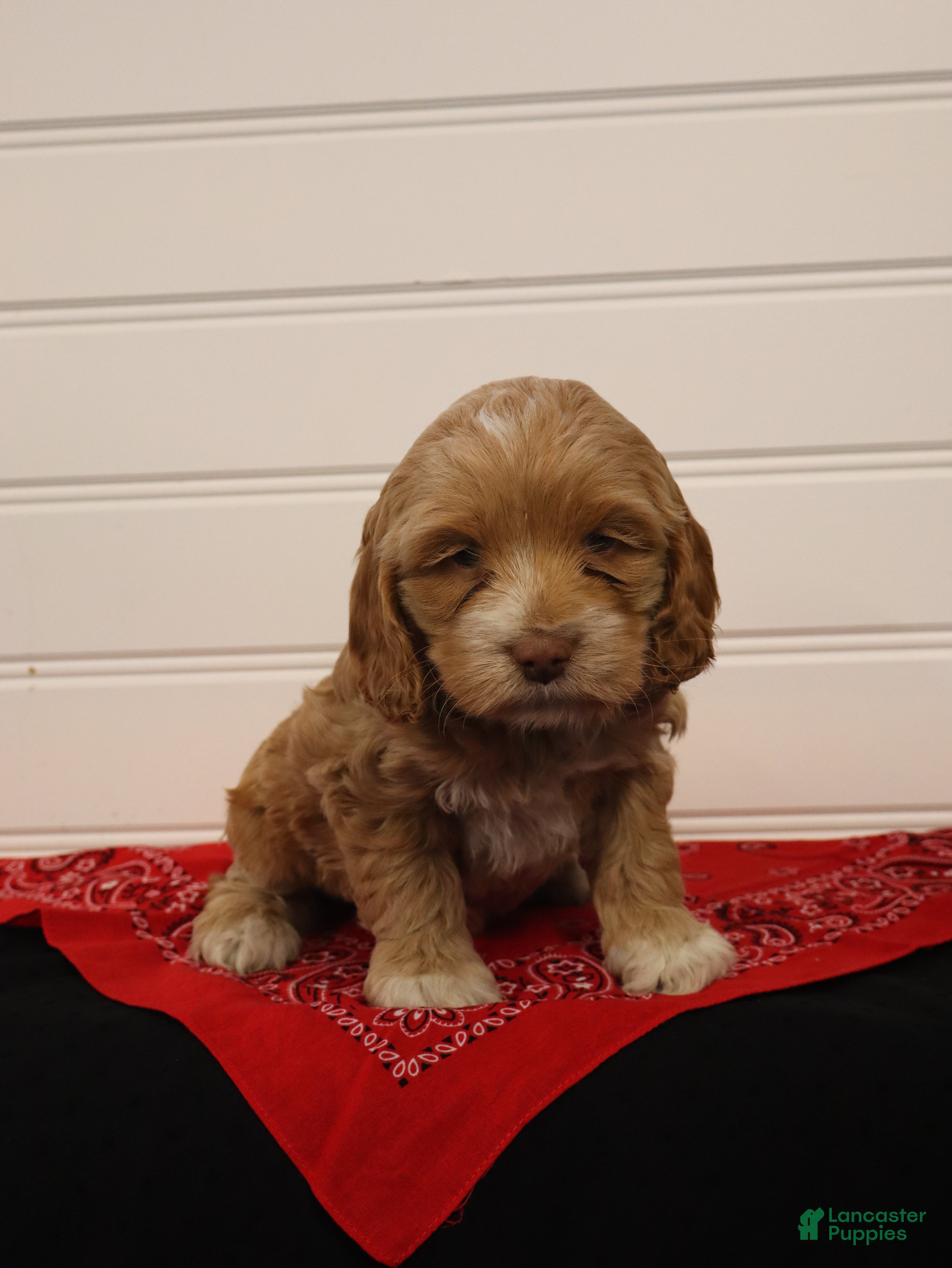 Cockapoo dogs for sale: Cooper - Ad 1