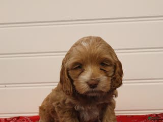 Cockapoo dogs for sale: Cooper - Ad 1