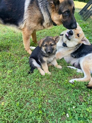German Shepherd dogs for sale: Bella - Ad 1