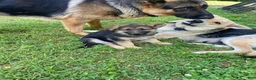 German Shepherd dogs for sale: Bella - Ad 1