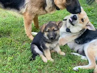German Shepherd dogs for sale: Bella - Ad 1