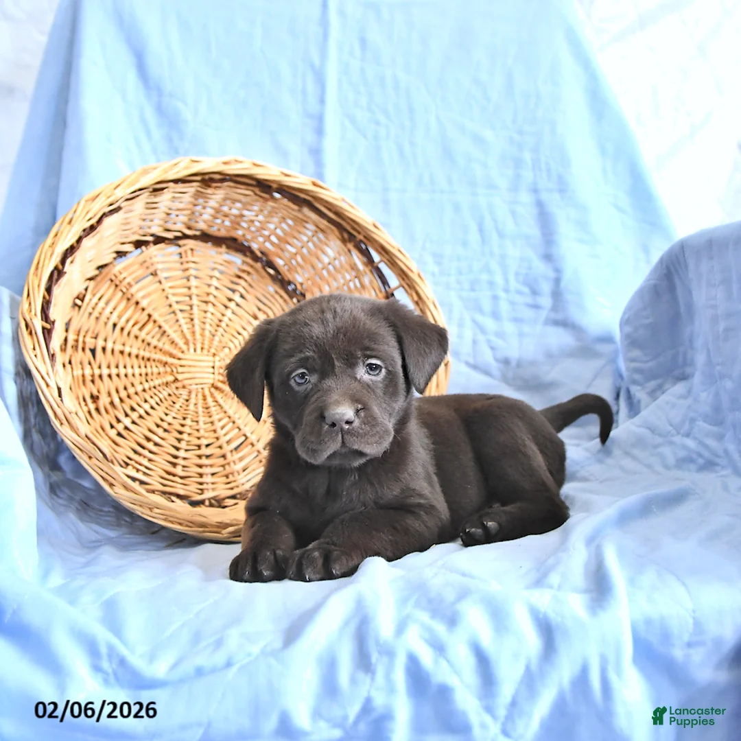 Labrador Retriever dogs for sale: Darcy     EXTRA SMALL - Ad 1