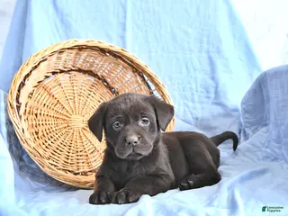 Labrador Retriever dogs Darcy EXTRA SMALL - Ad 1