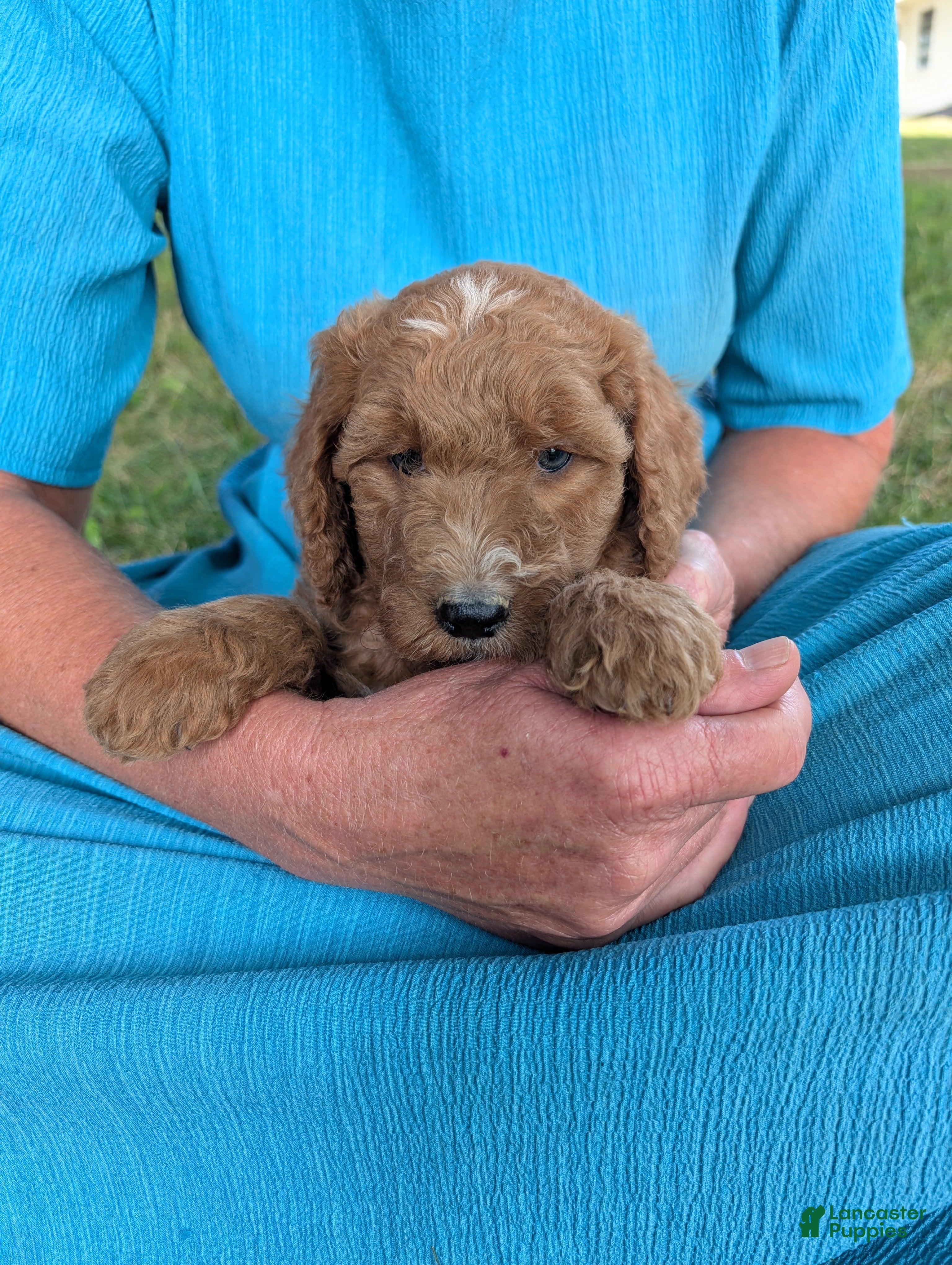 Goldendoodle dogs Lara  - Ad 1