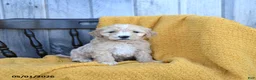 Goldendoodle dogs for sale: Mozzarella - Ad 1