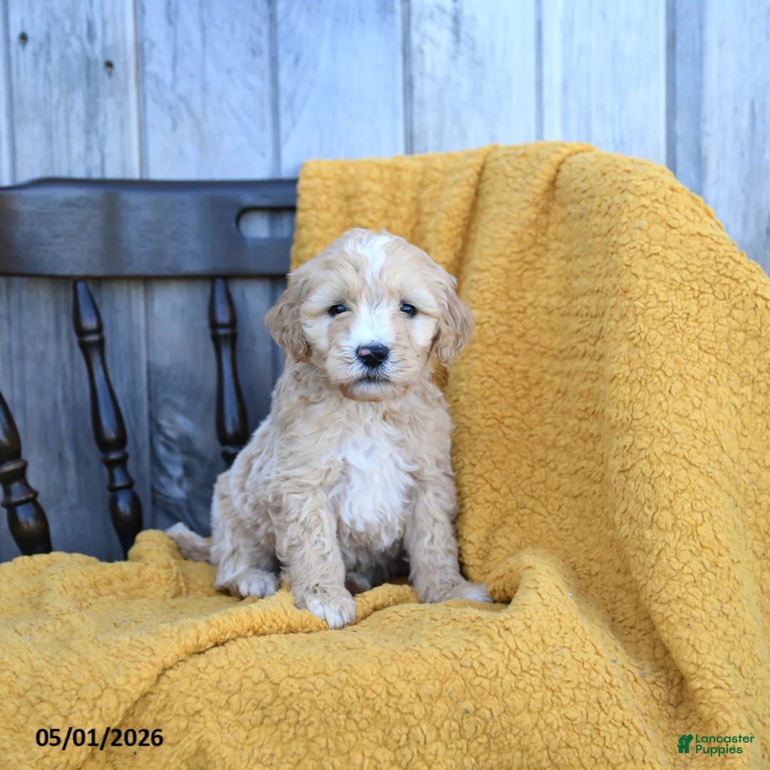 Goldendoodle dogs for sale: Mozzarella - Ad 1