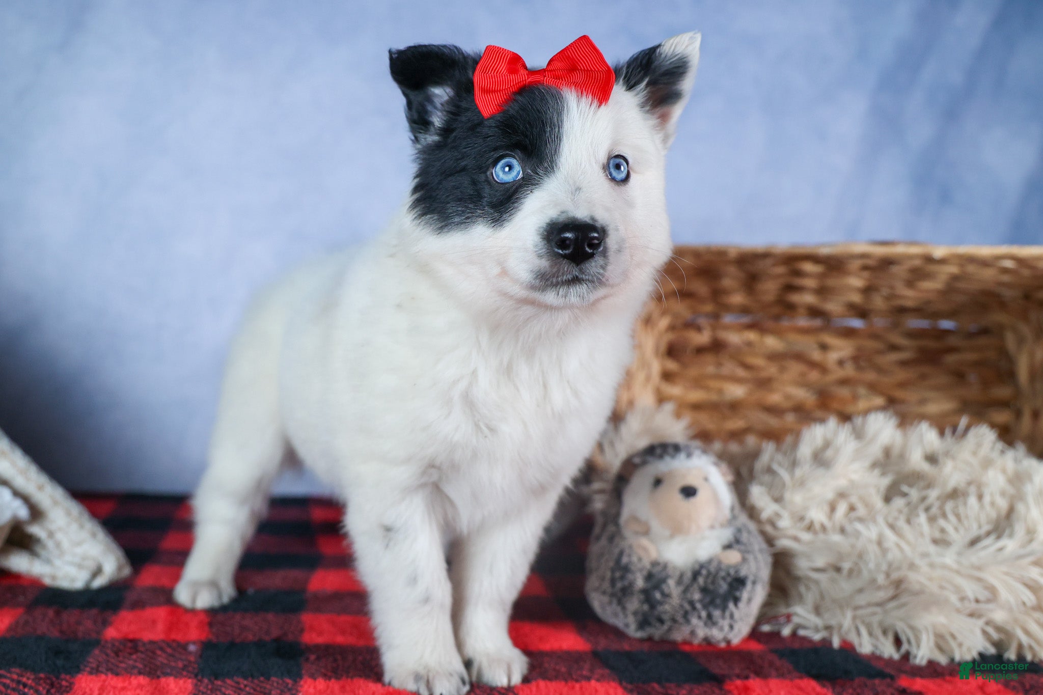 Mixed Breed dogs DAKOTA - Ad 32