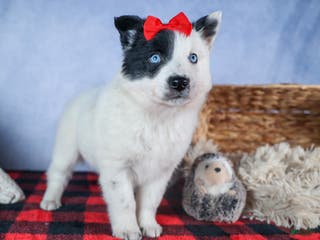 Mixed Breed dogs DAKOTA - Ad 32
