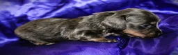 Dachshund dogs for sale: Helen - Ad 6