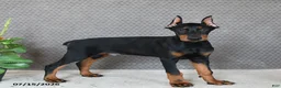 Doberman Pinscher dogs for sale: Duke - Ad 2
