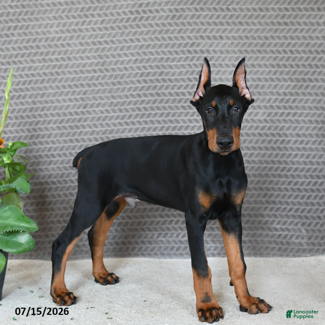 Doberman Pinscher dogs for sale: Duke - Ad 2