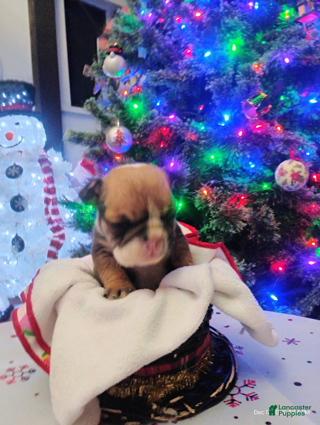 English Bulldog dogs for sale: Peanut  - Ad 3