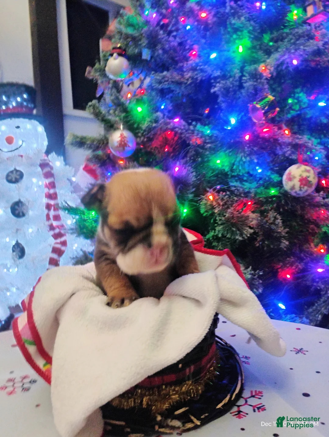 English Bulldog dogs for sale: Peanut  - Ad 5