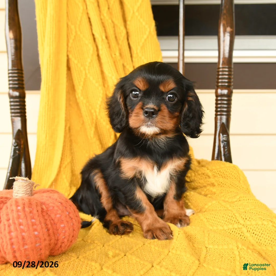 Cavalier King Charles Spaniel dogs for sale: Potato  - Ad 1