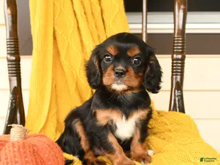 Cavalier King Charles Spaniel dogs Potato - Ad 1