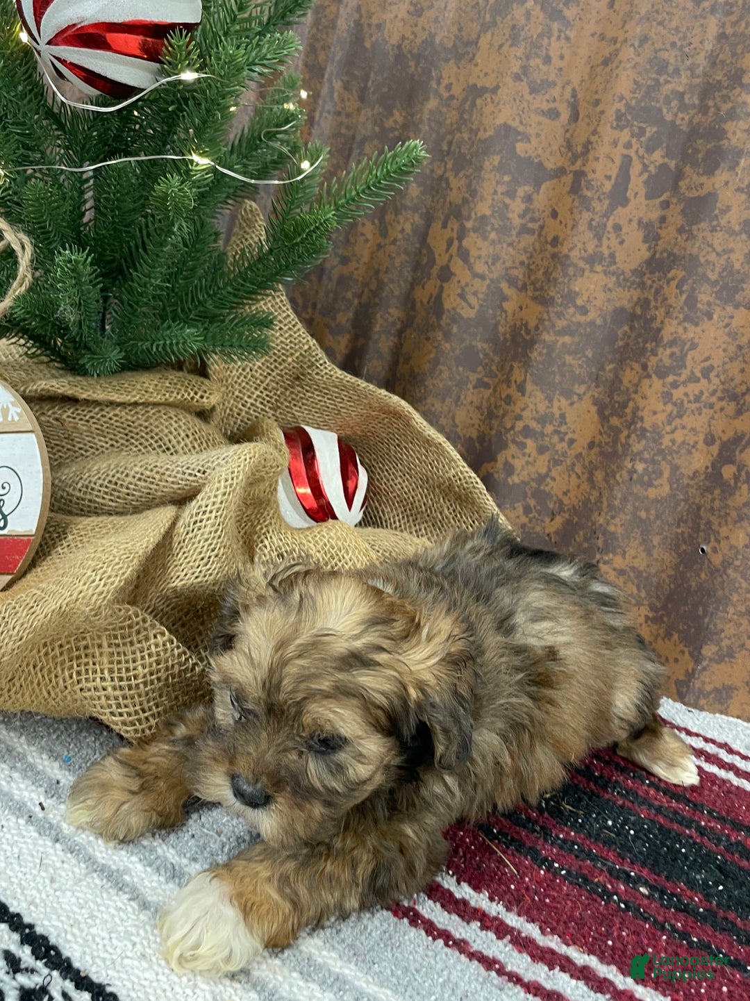 Shihpoo dogs for sale: Chloe - Ad 2