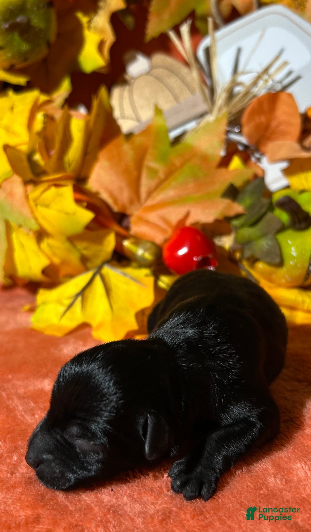 Miniature Schnauzer dogs for sale: Miniature Schnauzer Puppy 4 - Ad 8